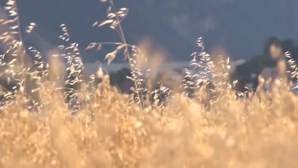 トラウンシュタイン山の大麦畑 高品質のフルHd映像 — ストック動画