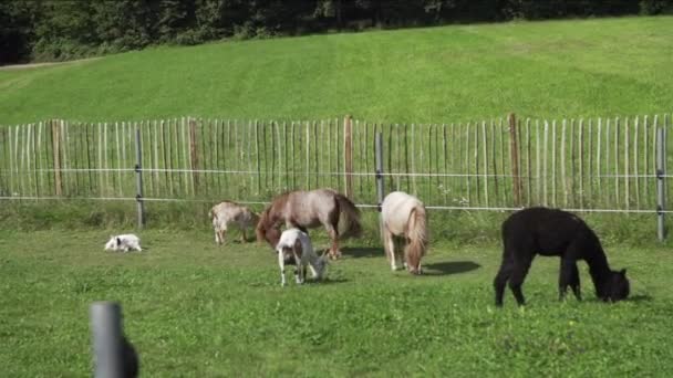 Zoológico Mascotas Con Pequeños Ponis Alpaca Cerdos Imágenes Fullhd Alta — Vídeos de Stock
