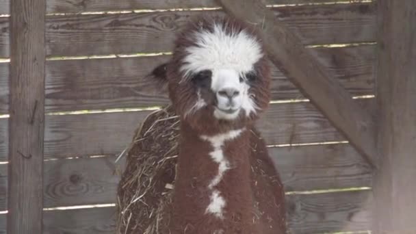 Alpaca Wooden Stable Chewing Hay High Quality Fullhd Footage — Stock Video