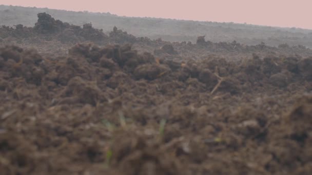 一缕薄雾飘过田野 高质量的4K镜头 — 图库视频影像