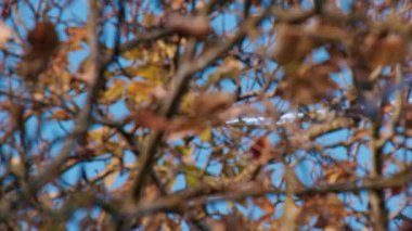 Jet-uçak tele-çekimleri, kontrastlı. Yüksek kalite 4k görüntü