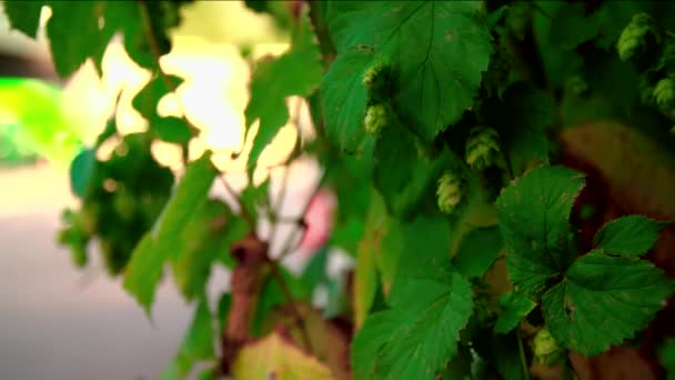 醸造所の現場でホップの収穫 高品質のフルHd映像 — ストック動画