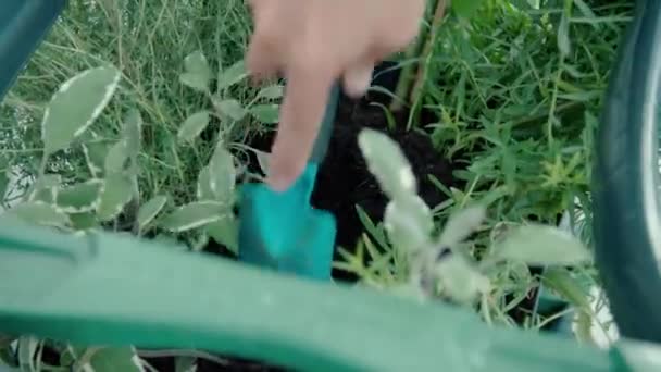 Jardinería Con Caja Siembra Plástico Imágenes Alta Calidad — Vídeo de stock