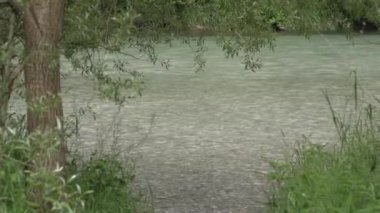 Yukarı Avusturya 'daki Alp Nehri. Yüksek kaliteli FullHD görüntüler