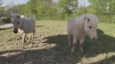 Çayırda otlayan cüce midilliler. Yüksek kaliteli FullHD görüntüler