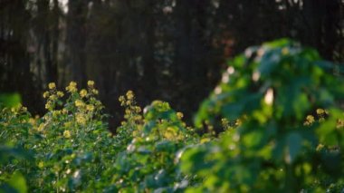 Yaz güneşinin son zamanlarında çok güzel bir tarım alanı. Yüksek kalite 4k görüntü