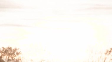 Yaz güneşinin son zamanlarında çok güzel bir tarım alanı. Yüksek kalite 4k görüntü