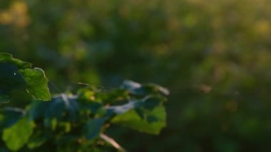 Yaz güneşinin son zamanlarında çok güzel bir tarım alanı. Yüksek kalite 4k görüntü