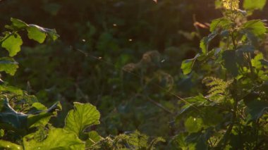 Yaz güneşinin son zamanlarında çok güzel bir tarım alanı. Yüksek kalite 4k görüntü