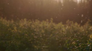 Yaz güneşinin son zamanlarında çok güzel bir tarım alanı. Yüksek kalite 4k görüntü