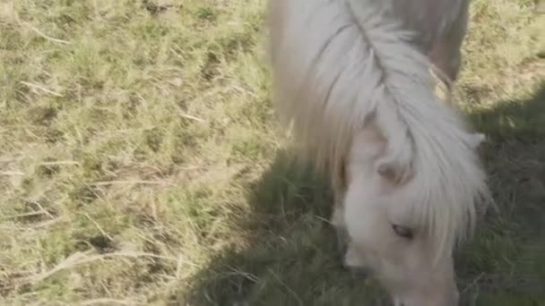 矮小的小马在牧场吃草 优质Fullhd影片 — 图库视频影像