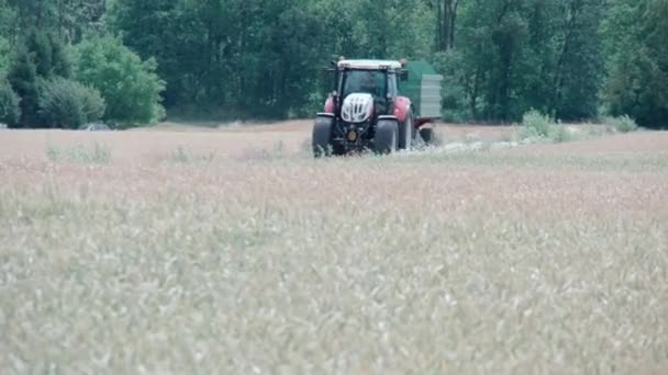 Traktor Fährt Zwischen Maisfeldern Hochwertiges Filmmaterial — Stockvideo