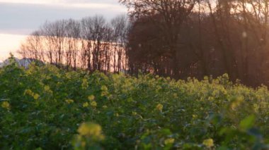 Yaz güneşinin son zamanlarında çok güzel bir tarım alanı. Yüksek kalite 4k görüntü