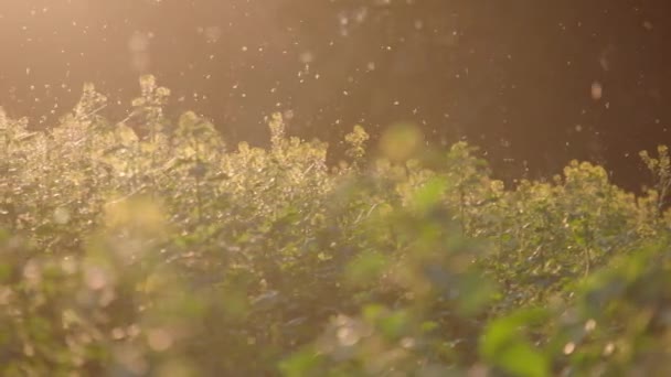 夏の終わりの太陽の下で美しい農地です 高品質4K映像 — ストック動画