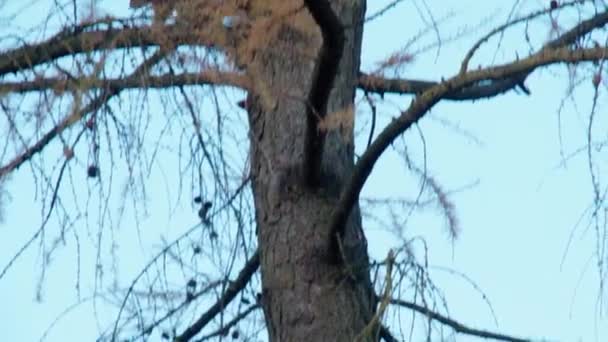 Eichhörnchen Frisst Apfel Baum Hochwertiges Filmmaterial — Stockvideo