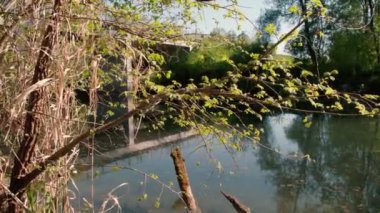 Irmak ormanında yarı batık bir tekne. Yüksek kalite 4k görüntü