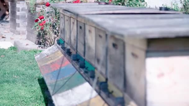 Lebah Dekat Sarang Madu Dalam Gerakan Lambat Rekaman Fullhd Berkualitas — Stok Video