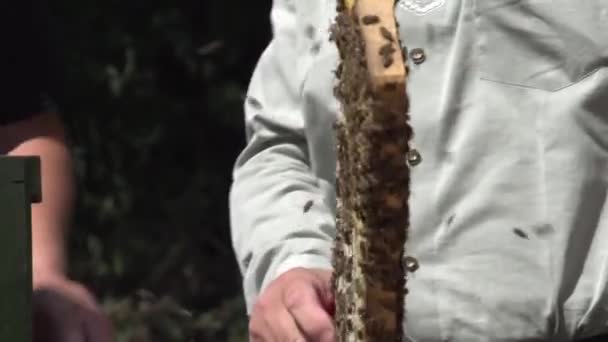 Včely Blízko Plástve Zpomaleně Vysoce Kvalitní Fullhd Záběry — Stock video