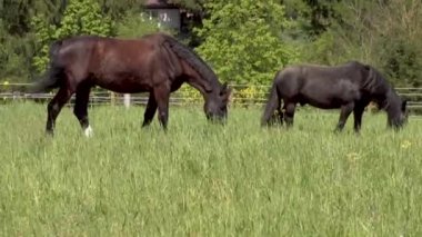 At yazın çayırda otluyor. Yüksek kaliteli FullHD görüntüler