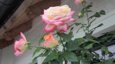 Bahçede açan güzel pembe güller. Yüksek kaliteli FullHD görüntüler