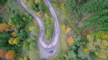 Yılan gibi sonbahar ormanı havası. Yüksek kaliteli FullHD görüntüler