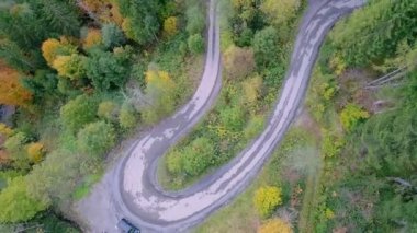 Yılan gibi sonbahar ormanı havası. Yüksek kaliteli FullHD görüntüler