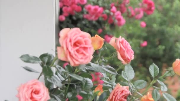 美丽的粉红色玫瑰在花园里绽放 优质Fullhd影片 — 图库视频影像