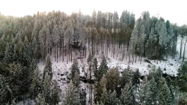 Gyönyörű Hoar Fagy Erdő Dombján Télen Kiváló Minőségű Fullhd Felvételek — Stock videók