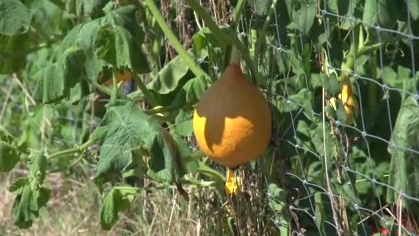Yellow Ripe Pumpkin Hanging Garden Fence High Quality Fullhd Footage — Stock Video