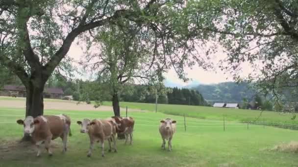 Vacche Pascolo Sotto Gli Alberi Pascolo Filmati Fullhd Alta Qualità — Video Stock