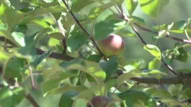 Yazın elma ağacı. Yüksek kaliteli FullHD görüntüler