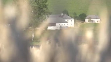 Yaz tarlasında buğday kulakları. Yüksek kaliteli FullHD görüntüler