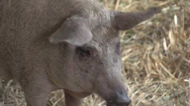 Samanlı kahverengi mangalitza domuzları. Yüksek kaliteli FullHD görüntüler