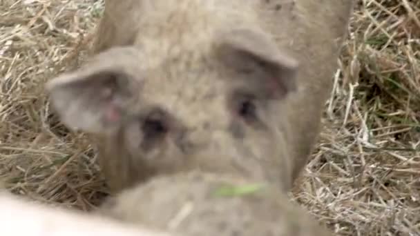 干し草で安定した茶色のマンガリッツァ豚 高品質のフルHd映像 — ストック動画