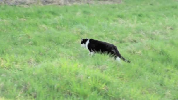 Kot Przechadzający Się Wieczorem Łąkach Wysokiej Jakości Materiał Filmowy Fullhd — Wideo stockowe