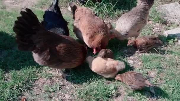 Κοτόπουλα Που Τρέφονται Και Μαζεύουν Τρόφιμα Υψηλής Ποιότητας Πλάνα — Αρχείο Βίντεο