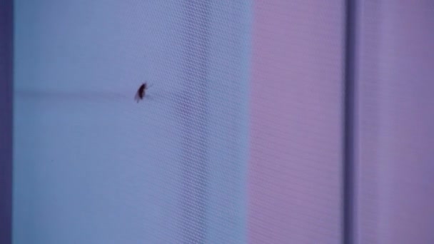 Böcek Ekranıyla Pencerenin Içinde Sürünen Sinek Yüksek Kalite Görüntü — Stok video
