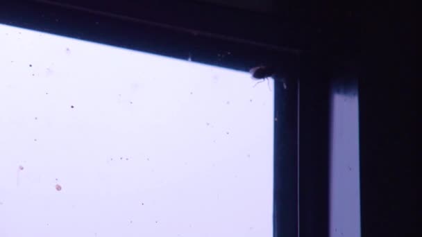 Flyg Krypa Genom Fönstret Insektsskärmen Högkvalitativ Film — Stockvideo