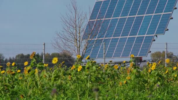 Paneles Solares Con Girasol Campo Imágenes Alta Calidad — Vídeos de Stock