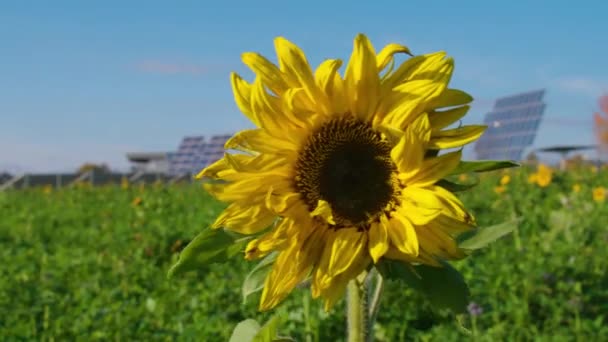Solar Panels Sunflower Field High Quality Footage — Stock Video