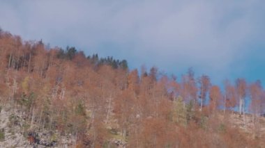 Sonbaharda dağdaki Alp Ormanı 'ndan geçen tava. Yüksek kalite 4k görüntü
