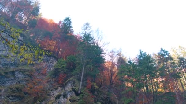 秋には高山の森を越えて山にパン 高品質4K映像 — ストック動画