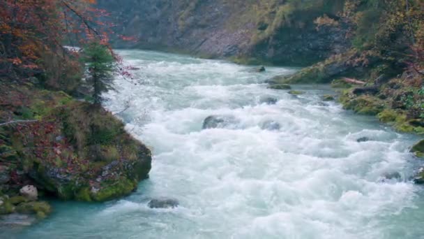 Άγρια Νερά Στον Ποταμό Steyr Κοντά Στο Hinterstoder Υψηλής Ποιότητας — Αρχείο Βίντεο