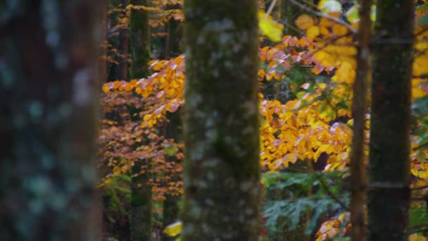 秋天在山上横穿高山森林 高质量的4K镜头 — 图库视频影像
