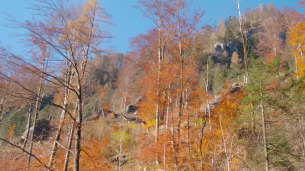 Casserole Travers Forêt Alpine Automne Sur Montagne Images Haute Qualité — Video