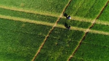 Wieselburg Aşağı Avusturya hava sahaları. Yüksek kalite 4k görüntü