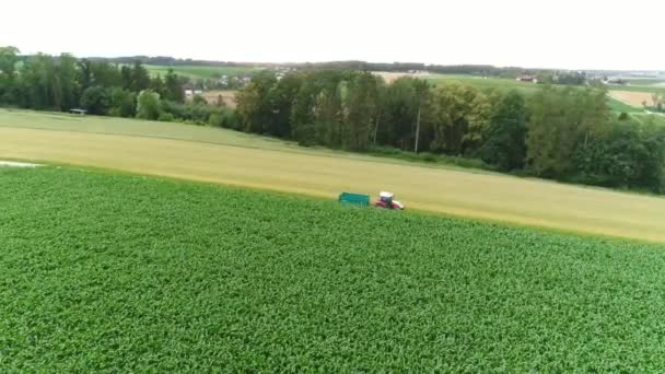 Drónlövedék Kukoricatermés Felett Kiváló Minőségű Felvételek — Stock videók