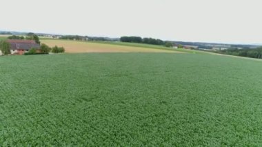 İnsansız hava aracı mısır tarlasında ateş açtı. Yüksek kalite 4k görüntü