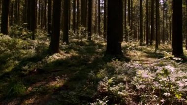 Yazın köknar ağacı ormanı. Yüksek kalite 4k görüntü