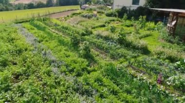 Çiftlik bahçesinin insansız hava aracı görüntüsü. Yüksek kalite 4k görüntü